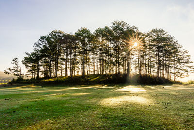 Sunlight streaming through trees against sky in forest