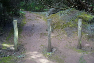 Trail on footpath amidst trees in forest