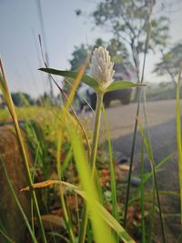 Close-up of plant growing on field