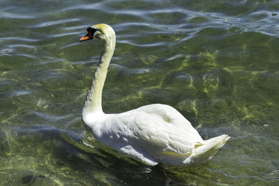 High angle view of swan swimming in lake