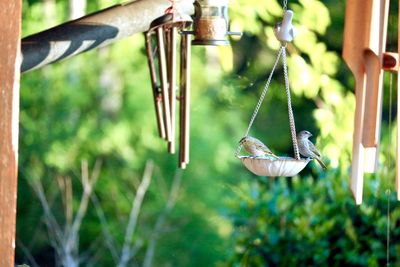 Birds perching on bird feeder