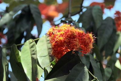 Close-up of red flowering plant on leaves