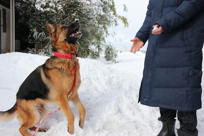 Dog standing on snow covered landscape during winter