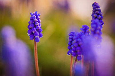 Close-up of purple blue flower