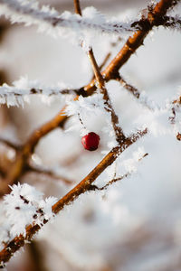 Close-up of frozen berries on tree during winter