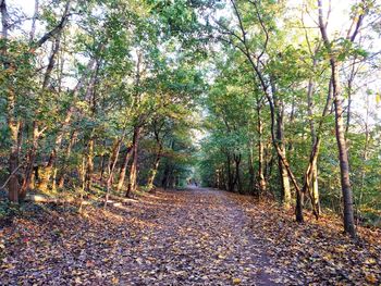 Trees in forest during autumn