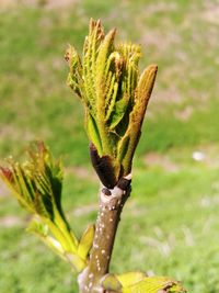 Close-up of plant growing on field