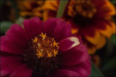 Close-up of yellow flower blooming outdoors