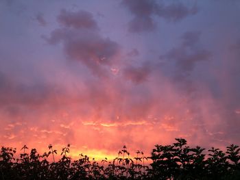 Silhouette trees against dramatic sky during sunset