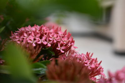 Close-up of pink flowers blooming outdoors