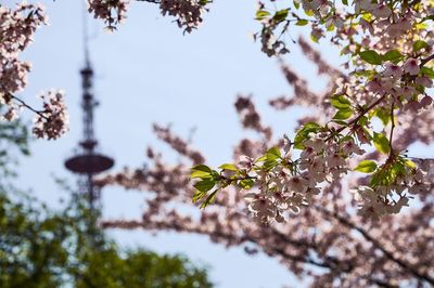 Low angle view of cherry blossoms against sky