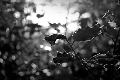 Close-up of leaves on tree