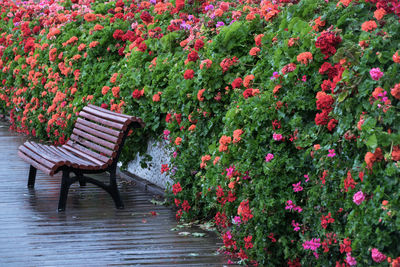 Wooden bench surrounded by geraniums of different colors. valencia - spain