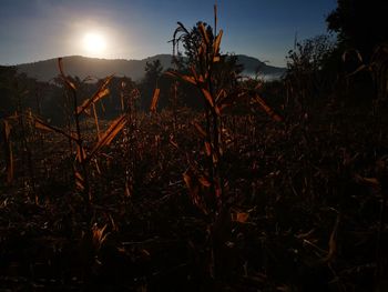 Close-up of plants growing on field against sky during sunset