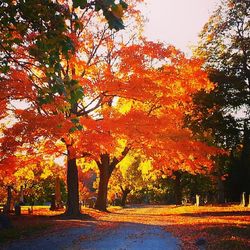 Trees in park during autumn