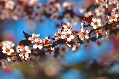 Close-up of cherry blossom