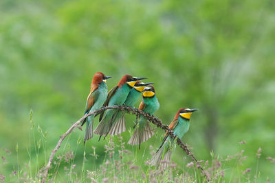 Bird perching on a tree