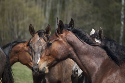 Horses in the field