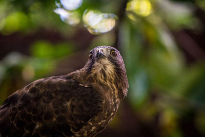 Close-up of owl perching on branch