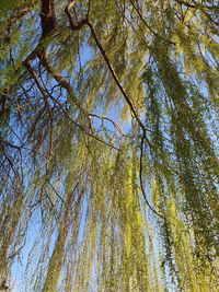 Low angle view of pine tree against sky