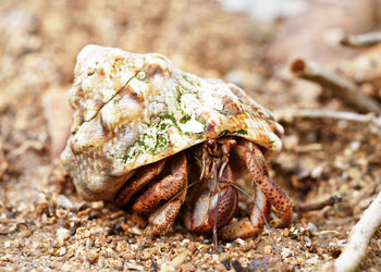 Natural looking close-up of a hermit crab that protects a shell, near the beach