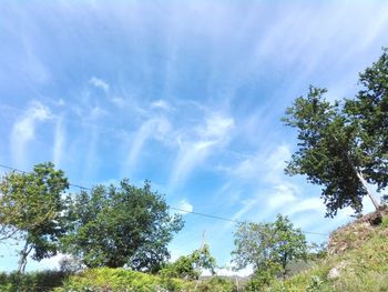 Low angle view of trees against sky