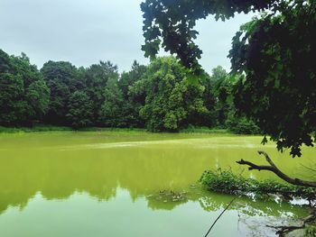 Scenic view of lake by trees against sky