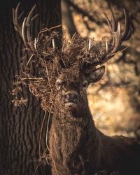 Close-up portrait of deer