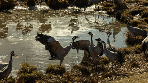 Common crane dance at hornborgarlake in sweden