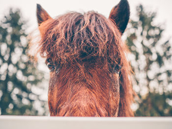 Close-up of a horse