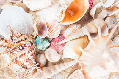 High angle view of seashells