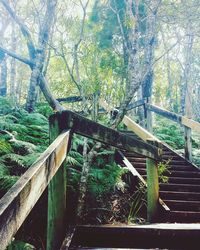 Railing on tree trunk in forest