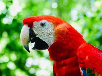 Close-up of parrot