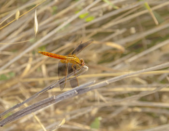 Close-up of insect on grass