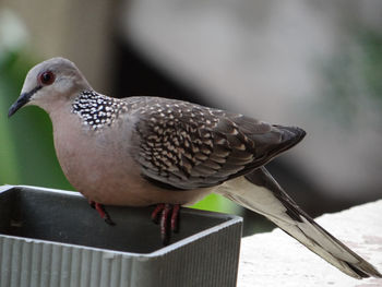 Close-up of bird perching on table