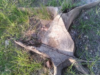 High angle view of wood in forest