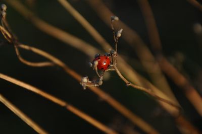 Close-up of ladybug on leaf