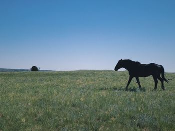 Horses in a field