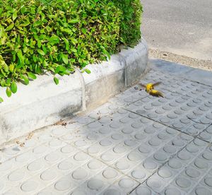 High angle view of bird on retaining wall