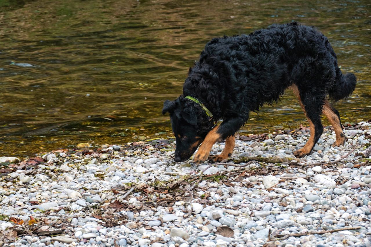 BLACK DOG DRINKING WATER FROM A PEBBLES