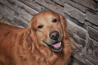 Close-up portrait of dog