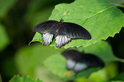 Close-up of butterfly on leaf