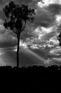 Low angle view of silhouette tree against storm clouds