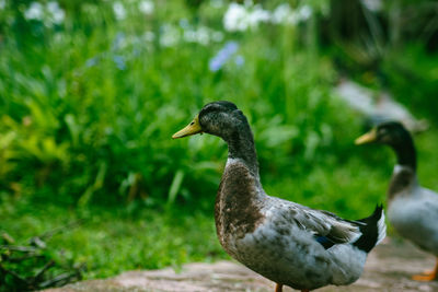 Close-up of duck in lake