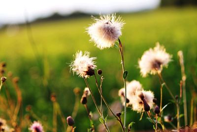 Close-up of dandelion flower on field