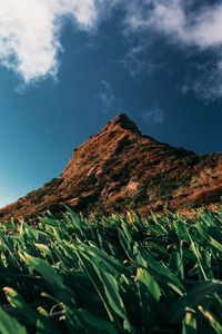 Low angle view of plants on mountain against sky