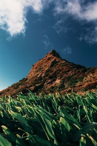 Low angle view of plants on mountain against sky