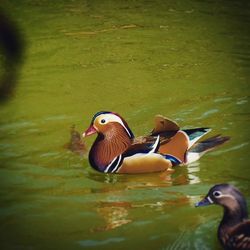 Bird in water