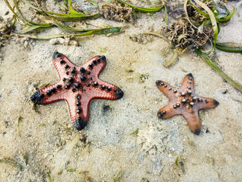 High angle view of starfish on beach