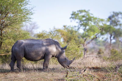Rhinoceros on field in forest